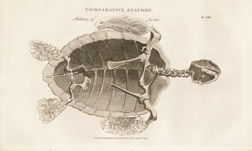 Turtle Skeleton, 1813 (engraving)