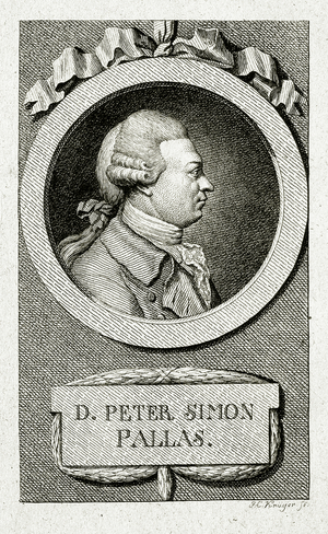 Peter Simon Pallas. (1741 – 1811) (Line engraving)