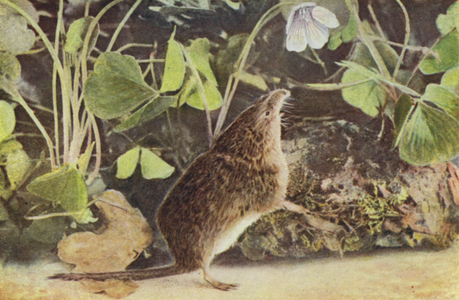 Common Shrew, Sorex araneus (coloured photo)