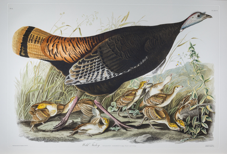 Wild Turkey (female and young) Meleagris gallopavo Linnaeus.. (Originally entitled 'Great American Hen and Young'). Audubon's Birds of America, c.1826-38 (copperplate engraving on paper)