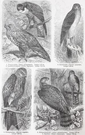 Various falcons (Falco), birds of prey of the genus comprising about 40 species, Historic