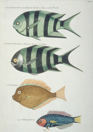 Colourful illustration of four fish
