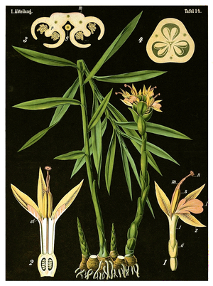 Ginger (Zingiber officinale Roscoe) c.1890 (chromolithograph)