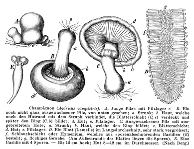 White mushroom