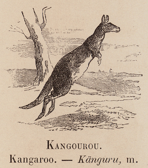 Le Vocabulaire Illustre: Kangourou; Kangaroo; Kanguru (engraving)