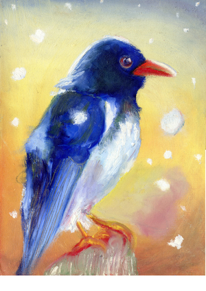 Red Billed Magpie with snow drops , 2012 (oil on board)