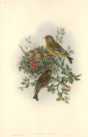 Carduelis chloris
