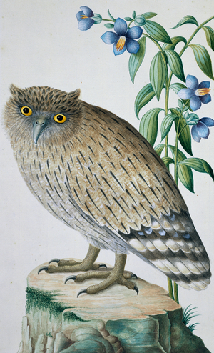 Ketupa zeylonensis