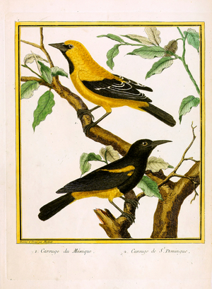 Mexican Oriole and Santo Domingo Oriole (print)