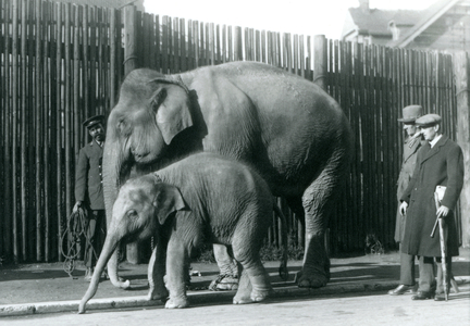 A Burmese Elephant and her calf being taken for a walk by their keeper, while two other men look on (b/w photo)