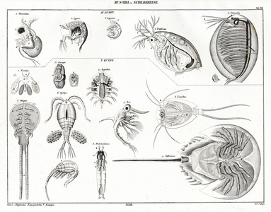 Molluscs and Shield Crustaceans (print)