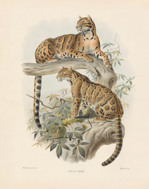 Marbled Cat (Felis diardi), 1878-83 (hand-coloured litho)
