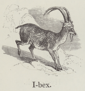 Ibex (engraving)