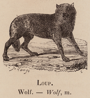 Le Vocabulaire Illustre: Loup; Wolf (engraving)