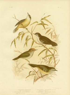 White-Fronted Scrubwren Or White-Browed Scrubwren, 1891 (colour litho)