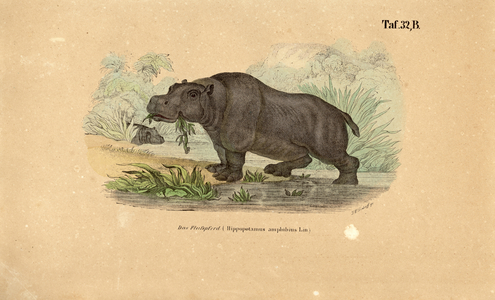 Hippopotamus at Waterside, 1850 (lithography)
