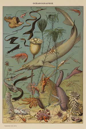 Oceanographie (colour litho)