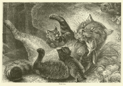 Wild Cats (engraving)