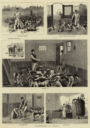 Foxhounds at Home (engraving)