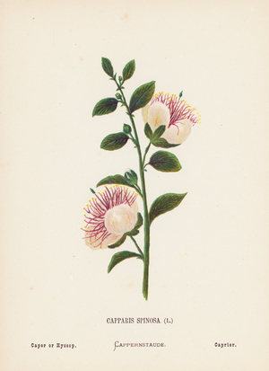 Wild Flowers of the Holy Land: Capparis Spinosa; Caper or Hyssop (coloured engraving)