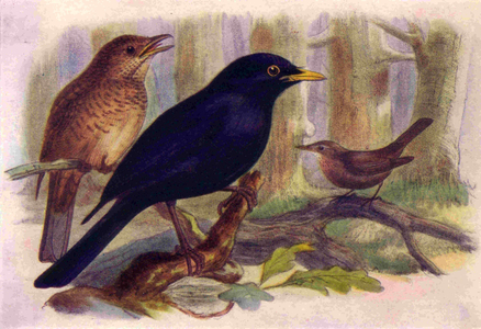 1950s UK Blackbirds Book Plate, 1950s (print)