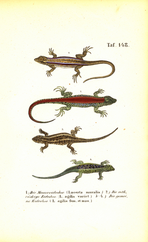 Various European Lizard Species, 1850 (lithography)