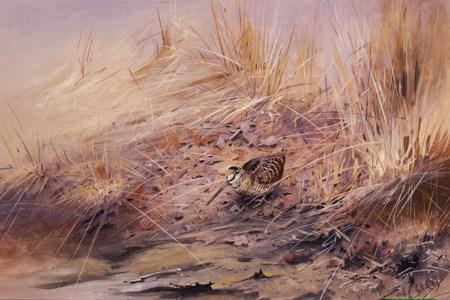 Woodcock among the reeds