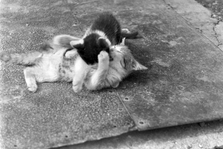 Cats playing with each other, Germany 1930s (b/w photo)