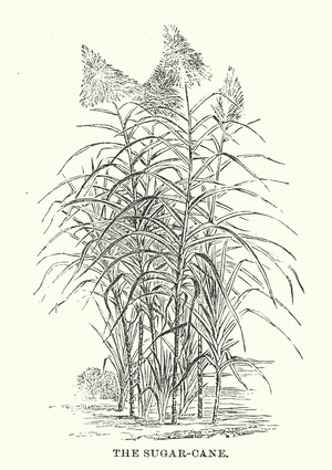 Central America: The sugar-cane (engraving)
