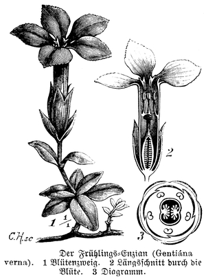 Spring gentian