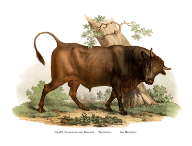 European cattle, 1860 (colour litho)