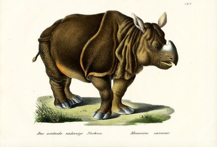 Greater Indian Rhinoceros, 1824 (colour litho)