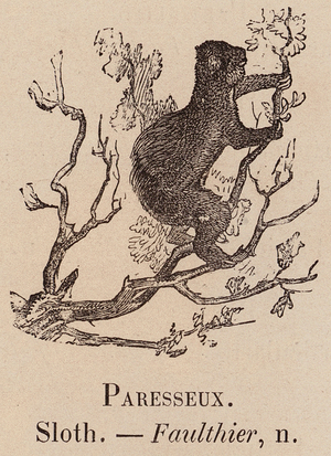 Le Vocabulaire Illustre: Paresseux; Sloth; Faulthier (engraving)