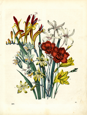 Various Flowering Lilies (hand-coloured litho)