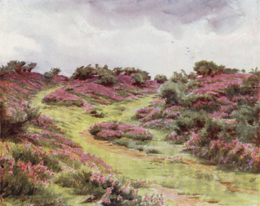 The New Forest: Bell Heather on Setley Plain (colour litho)