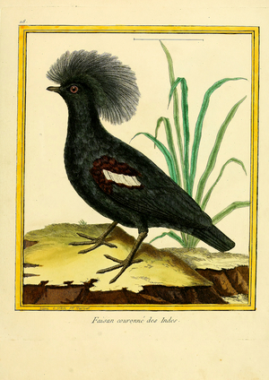 Crowned Pheasant from India (print)