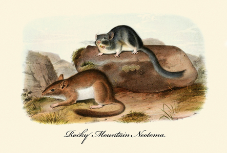 Rocky Mountain Neotoma