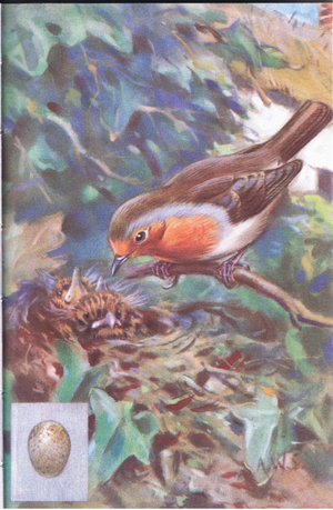 Robin on nest with nestings (colour litho)
