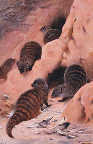 Banded Mongoose, illustration from'Wildlife of the World', c.1910 (colour litho)