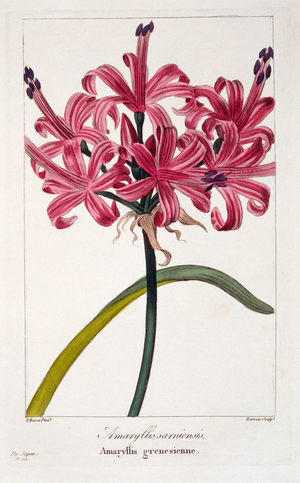 Amaryllis sarniensis, 1836 (hand-coloured engraving)