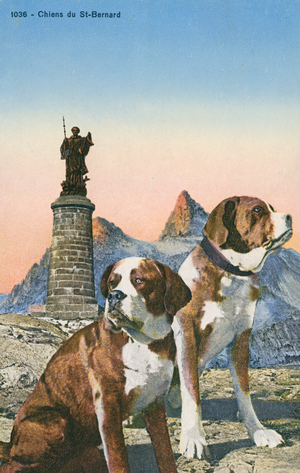 St Bernard dogs in the Alps (colour litho)