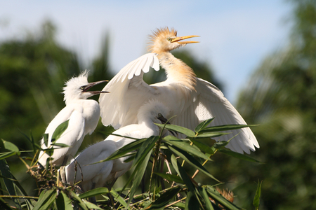 The Cattle Egret (Bubulcus ibis) locally known as go bok is a small white heron found near water-bodies, cultivated fields, usually near grazing cattle. Srimongol, Shylhet, Bangladesh. June 22, 2007.  (photo)