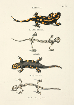 The Fire Salamander with Skeleton, 1748 (hand-coloured copper engraving)