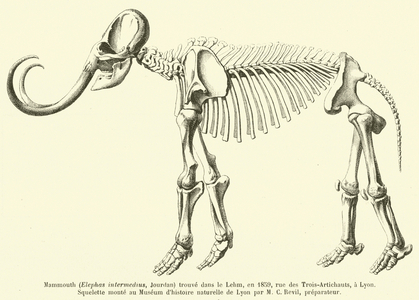 Mammouth (Elephas intermedius, Jourdan) trouve dans le Lehm, en 1859, rue des Trois-Artichauts, a Lyon (engraving)