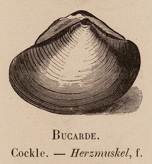 Le Vocabulaire Illustre: Bucarde; Cockle; Herzmuskel (engraving)