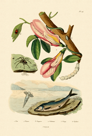 Butterfly Pea, 1833-39 (coloured engraving)