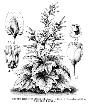 Rhubarb with flower and fruit