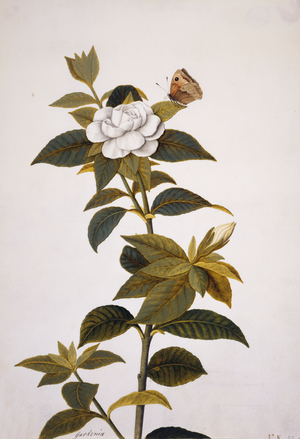 Gardenia sp.