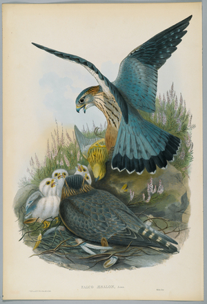 Falco Aesalon - Merlin, drawn by J. Wolf, engraved by H. C. Richter (colour litho)