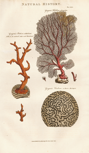 Gorgonian Corals, 1813 (engraving)